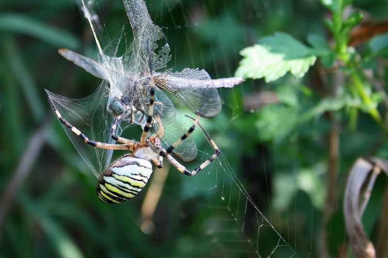 Galleria di insetti predatori e loro prede